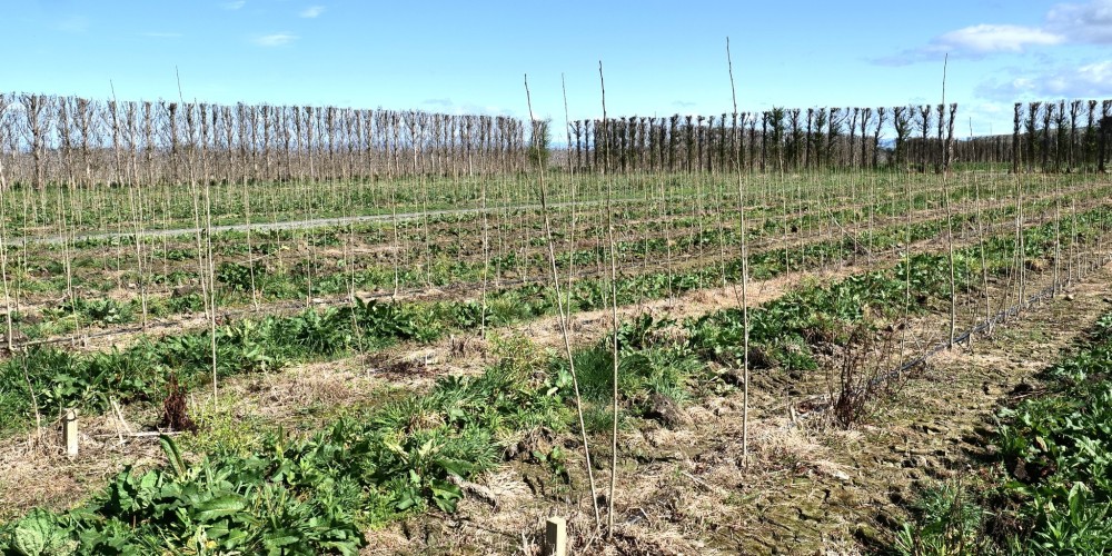Mitigating Erosion Challenges: Strategies and Support in Hawke's Bay Mitigating Erosion Challenges: Strategies and Support in Hawke's Bay