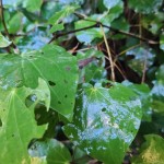 Brewing Change - Growing Organic Native Tea in Whakatāne