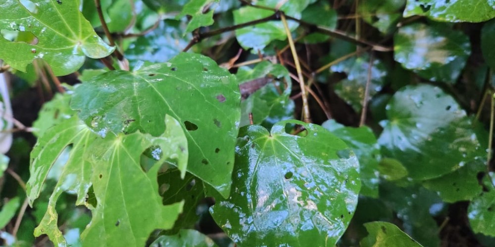 Brewing Change - Growing Organic Native Tea in Whakatāne Brewing Change - Growing Organic Native Tea in Whakatāne