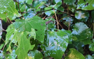 Brewing Change - Growing Organic Native Tea in Whakatāne
