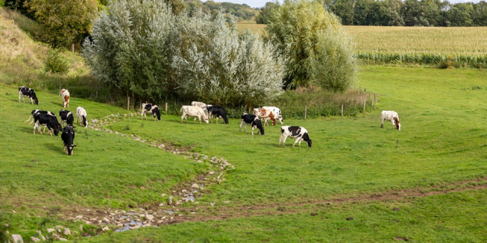 Regenuary- What Is It and How Can It Benefit Farmers? Regenuary- What Is It and How Can It Benefit Farmers?
