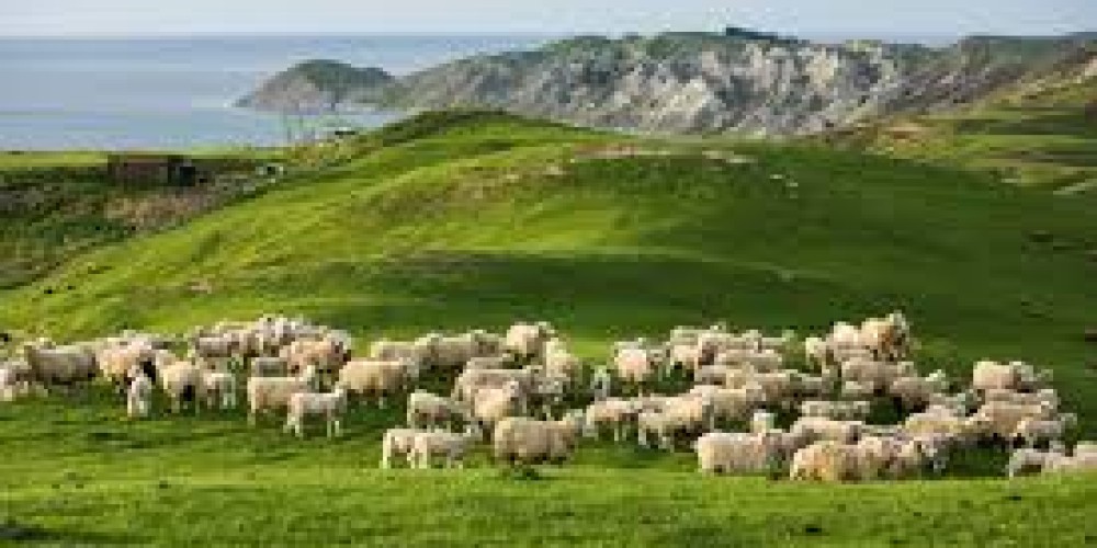 Atkins Ranch - Regenerative Lamb Farming Puts More Back Into Farmers’ Pockets