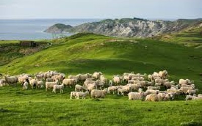 Atkins Ranch - Regenerative Lamb Farming Puts More Back Into Farmers’ Pockets