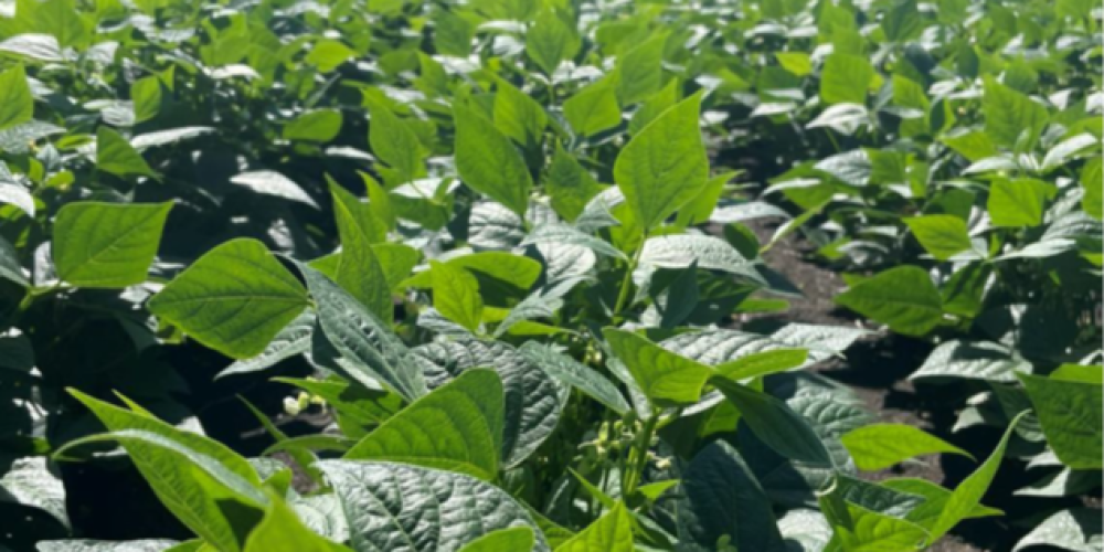 Carbon Positive Update