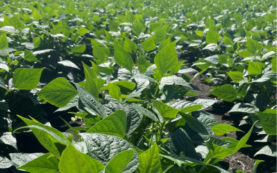 Carbon Positive Update