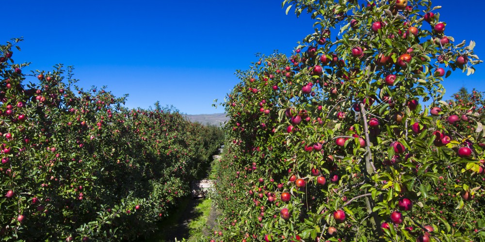 Attention HB orchardists Attention HB orchardists