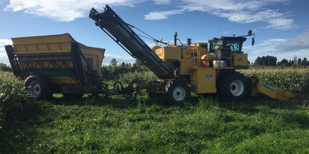 Carbon Positive project harvests corn