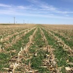 Scaling Up National Cover Crop Seed Supplies Through Research