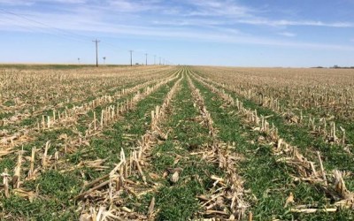Scaling Up National Cover Crop Seed Supplies Through Research