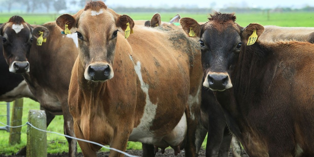Impressive Lincoln Dairy Farm results Impressive Lincoln Dairy Farm results