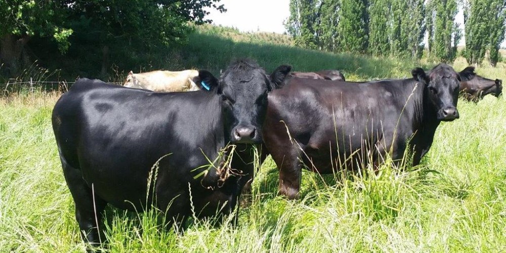 Better beef genetics pilot comes to HB