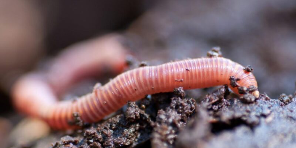 New Zealand’s First Earthworm eDNA Soil Test - A Breakthrough in Agricultural Applications New Zealand’s First Earthworm eDNA Soil Test - A Breakthrough in Agricultural Applications