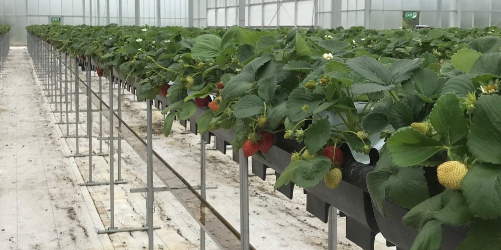 Year-round strawberry production in Clive