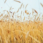 How Spirits Brands Are Turning to Regenerative Farming
