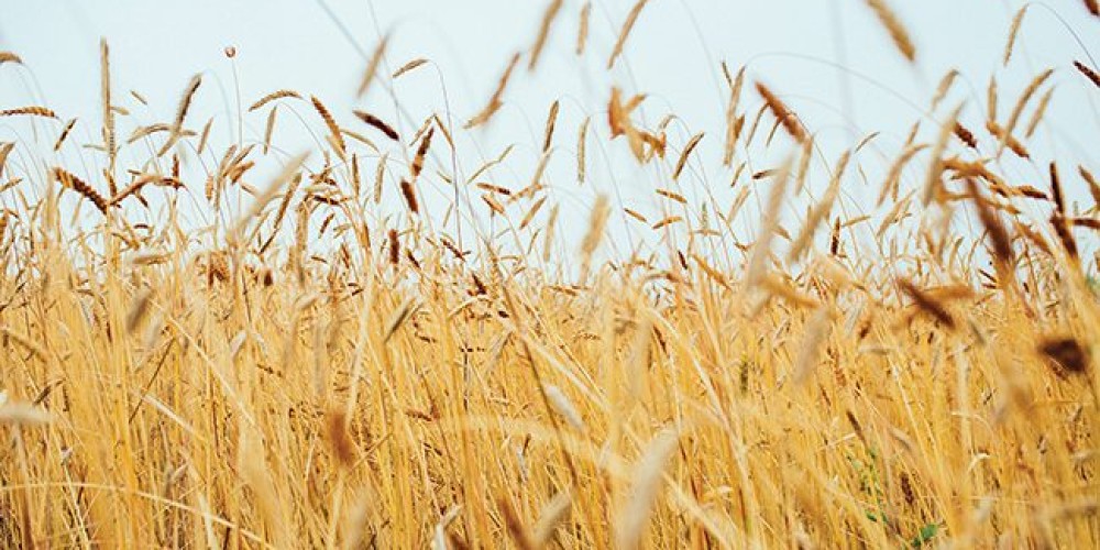 How Spirits Brands Are Turning to Regenerative Farming