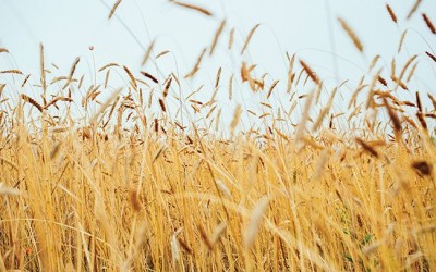 How Spirits Brands Are Turning to Regenerative Farming