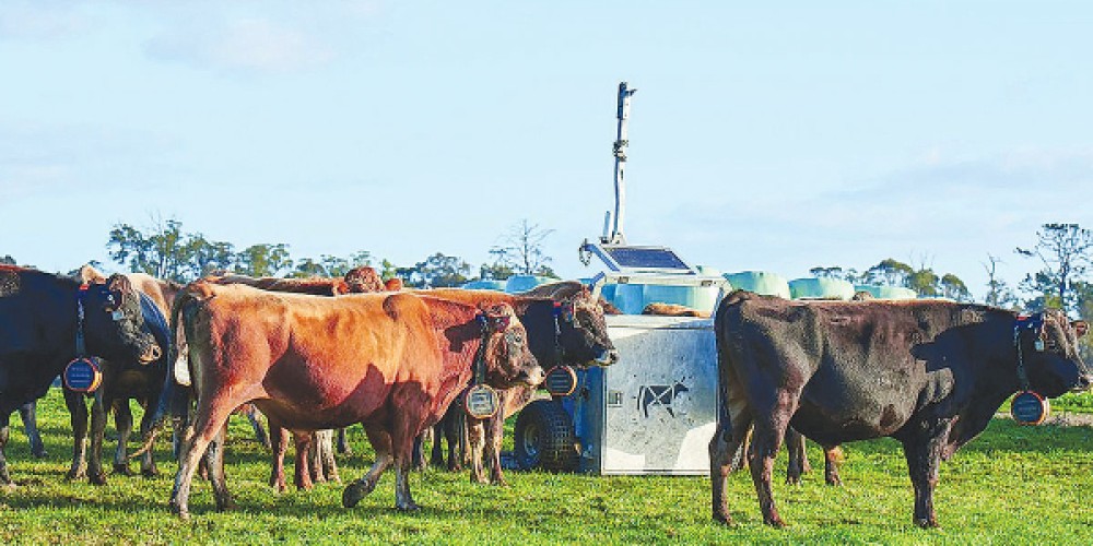 Hawke’s Bay Farmer Boosts Cattle Efficiency with Auto Weigher Technology
