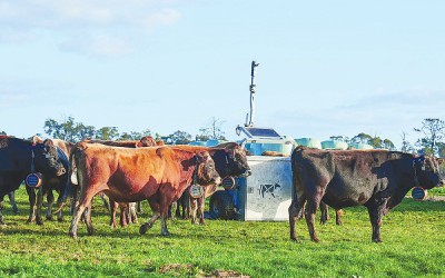 Hawke’s Bay Farmer Boosts Cattle Efficiency with Auto Weigher Technology
