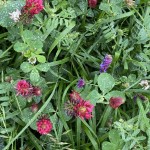 Regenerative Agriculture Research in Full Swing