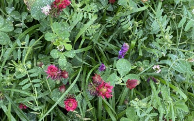 Regenerative Agriculture Research in Full Swing