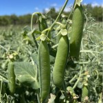 Carbon Positive Trial Update – February 2025