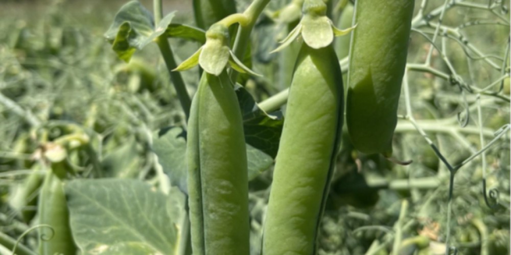 Carbon Positive Trial Update – February 2025