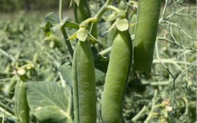 Carbon Positive Trial Update – February 2025