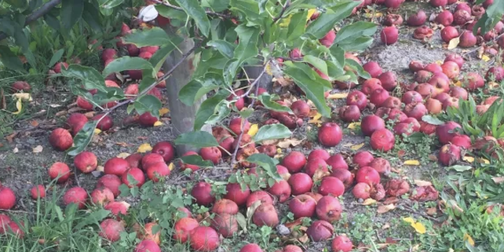 Dramatic drop in pipfruit crop estimate