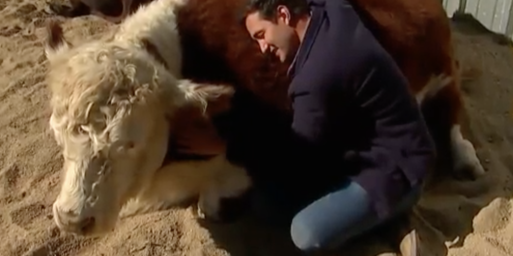 Cow cuddling Cow cuddling