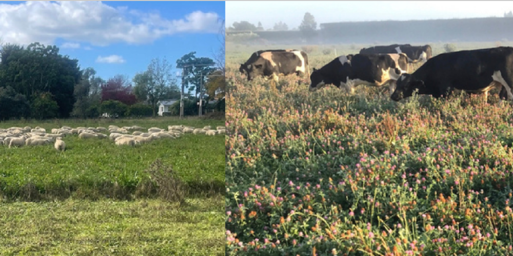 Successful 'Regenerative Agriculture Curiosity Field Day'