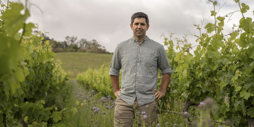 Te Mata Estate rolls out new agro-ecological production system after four year trial, with excellent results