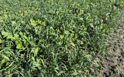 Carbon Positive May Update