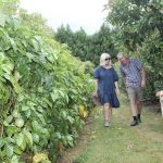 From High-Rises to Horticulture - Katikati Couple Navigate Avocado Market with Passionfruit and Innovation