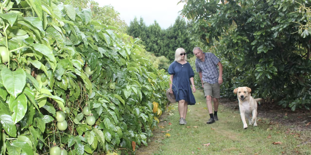 From High-Rises to Horticulture - Katikati Couple Navigate Avocado Market with Passionfruit and Innovation From High-Rises to Horticulture - Katikati Couple Navigate Avocado Market with Passionfruit and Innovation