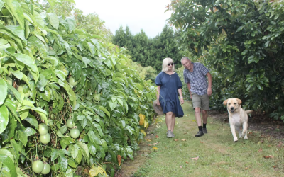 From High-Rises to Horticulture - Katikati Couple Navigate Avocado Market with Passionfruit and Innovation
