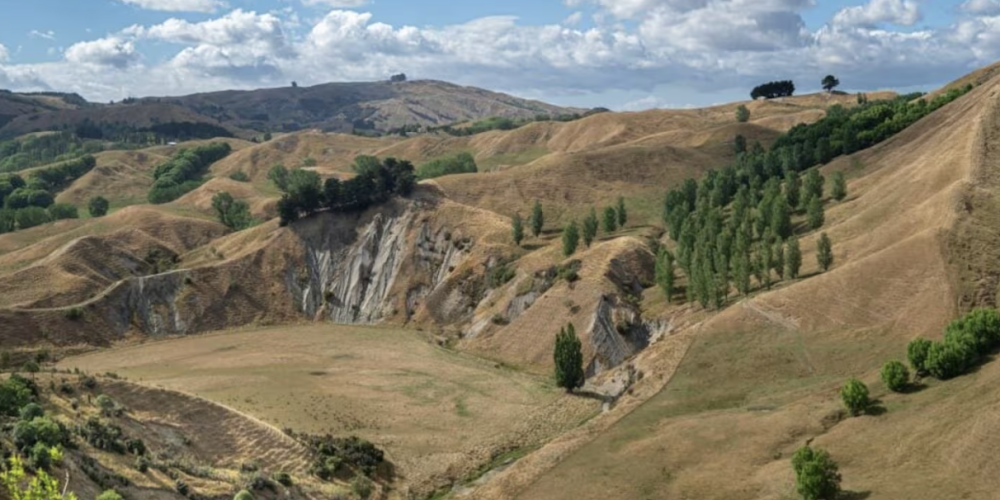 Tree Planting Helps Tackle Erosion on Hawke’s Bay Farms Tree Planting Helps Tackle Erosion on Hawke’s Bay Farms
