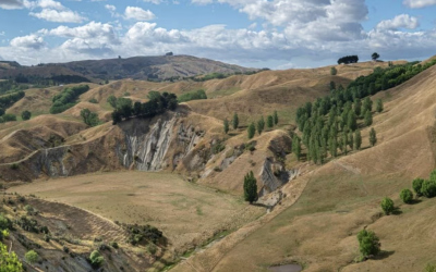 Tree Planting Helps Tackle Erosion on Hawke’s Bay Farms