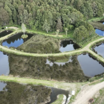 Revitalised Wetland in Ashley Clinton Boosts Water Quality and Biodiversity