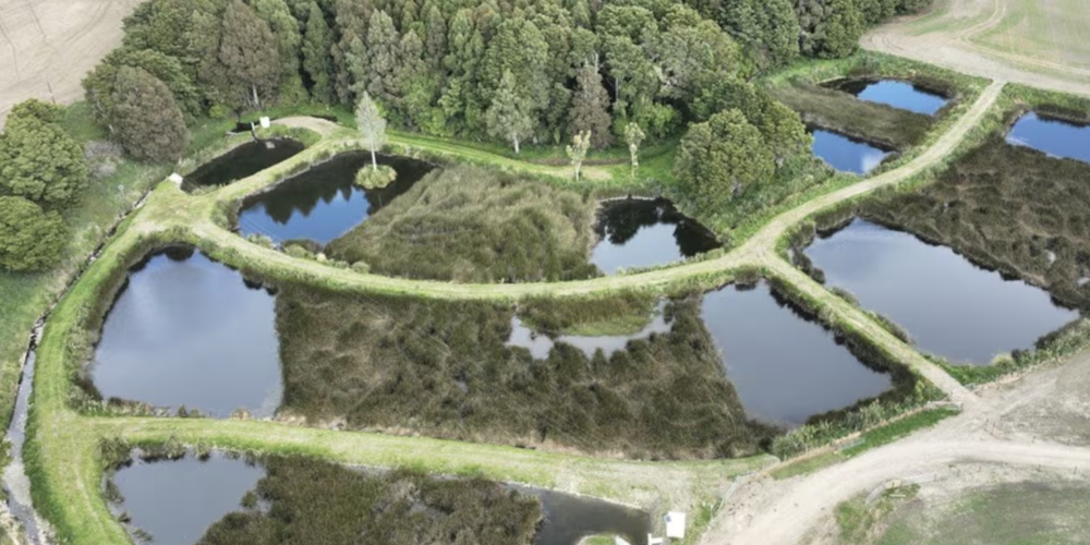 Revitalised Wetland in Ashley Clinton Boosts Water Quality and Biodiversity