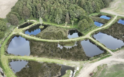 Revitalised Wetland in Ashley Clinton Boosts Water Quality and Biodiversity