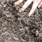 Lowering Costs and Enriching the Soil – One Farmer’s Regenerative Journey