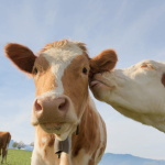 Tinder for Cows: NZ Farmer’s AI Breeding App Revolutionises Dairy Farming