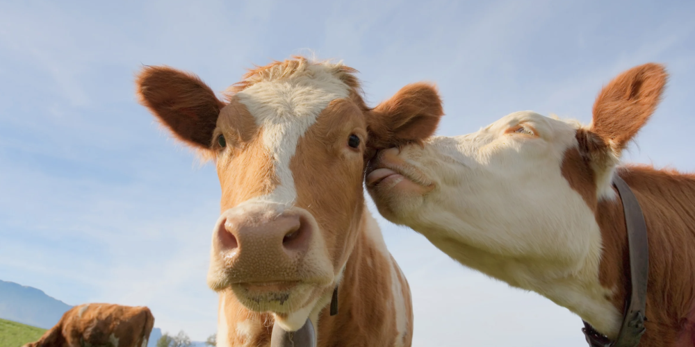 Tinder for Cows: NZ Farmer’s AI Breeding App Revolutionises Dairy Farming Tinder for Cows: NZ Farmer’s AI Breeding App Revolutionises Dairy Farming