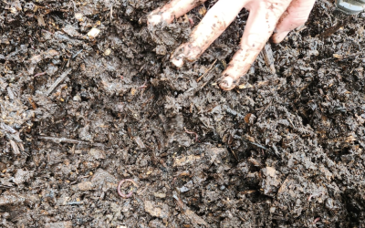 Lowering Costs and Enriching the Soil – One Farmer’s Regenerative Journey