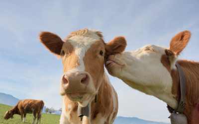 Tinder for Cows: NZ Farmer’s AI Breeding App Revolutionises Dairy Farming