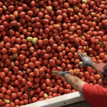 Kraft Heinz - Why Regenerative Agriculture is a Business Essential