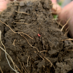 Are We Changing Soil Carbon Yet? Three Years In, the Jury’s Still Out