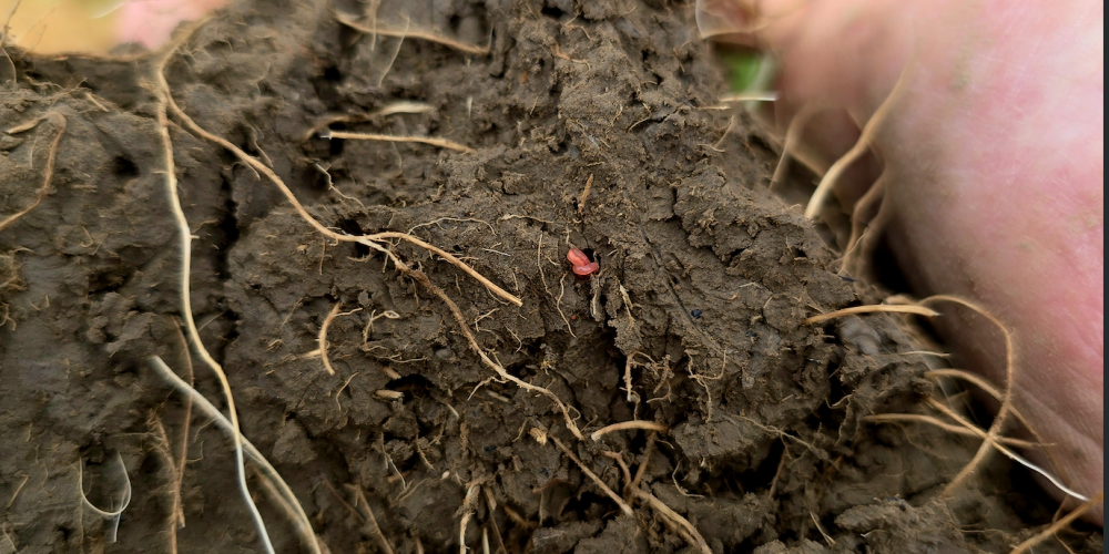 Are We Changing Soil Carbon Yet? Three Years In, the Jury’s Still Out