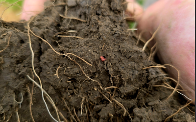 Are We Changing Soil Carbon Yet? Three Years In, the Jury’s Still Out