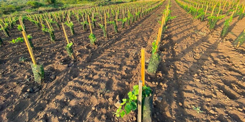 Building vineyard soil health Building vineyard soil health